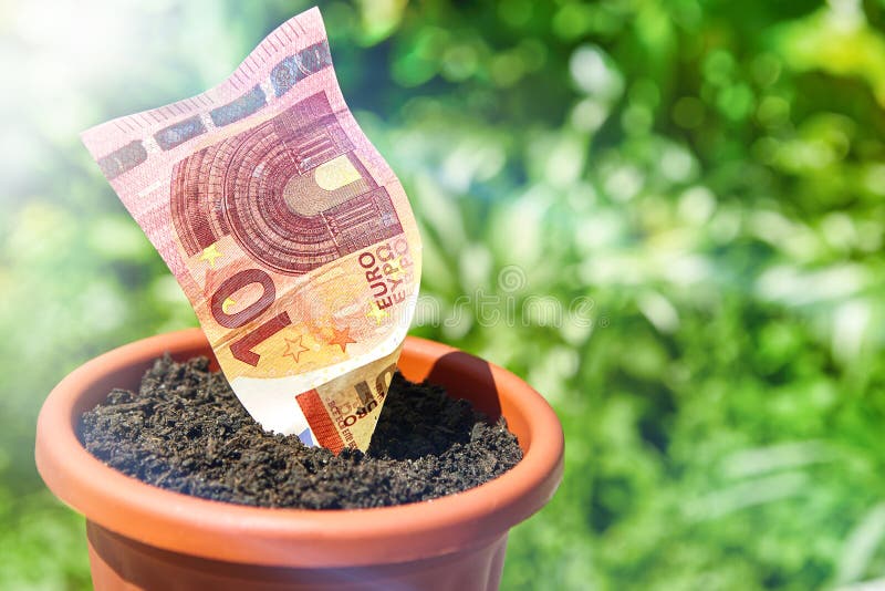 Growing money in flowerpots