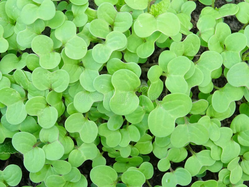 Growing Mustard in Natural Conditions, Young Mustard Plants Stock Image