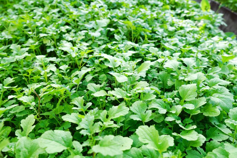 Growing Mustard Plants. Green Leaves Background. Cultivation of Mustard Plants. Stock Image