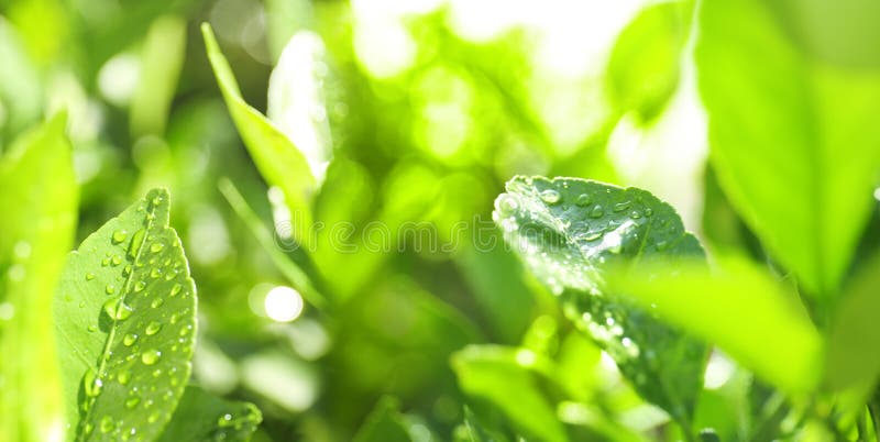 growing of orange tree. botanical background of green leaves after rain.