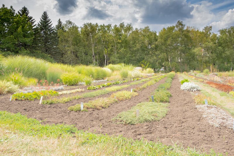 Growing Ornamental Plants and Shrubs. Ornamental Plants for Landscape Design Growing in Rows