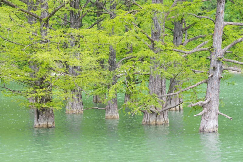 Growing Out of Water of Pine Tree Trunks of Cypress Swamp Stock Photo