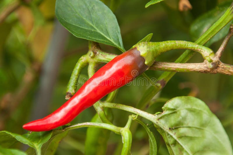 Growing Or Pepper In The Garden Spicy Spice Stock Photo Image