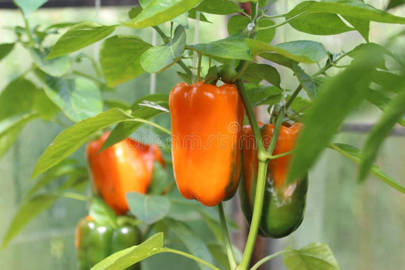 Closeup Fresh Red Sweet Pepper in a Greenhouse Stock Photo Image of bunch, polycarbonate
