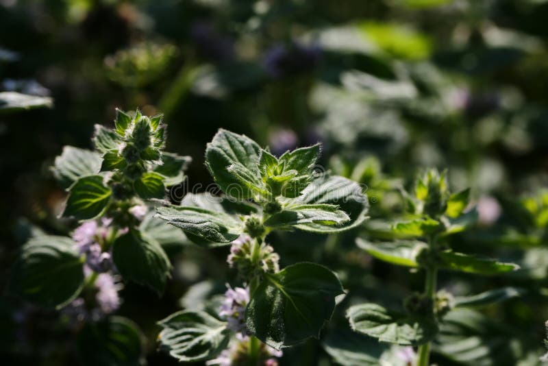 Growing peppermint stock photo. Image of medical, plant 229377440