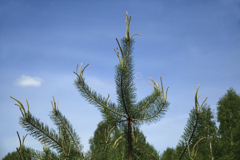 Growing Pine Branches Cluster Stock Photo Image of botany, vital