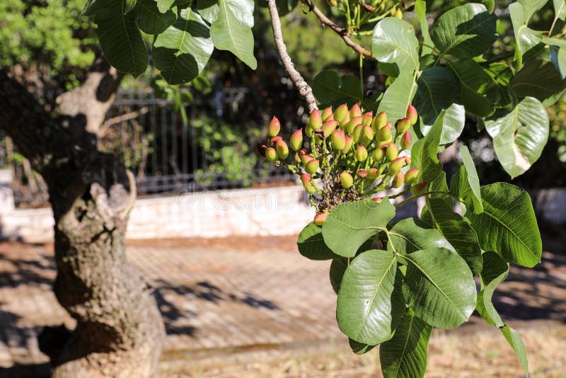 Growing Pistachios on the Branch of Pistachio Tree. Stock Photo Image