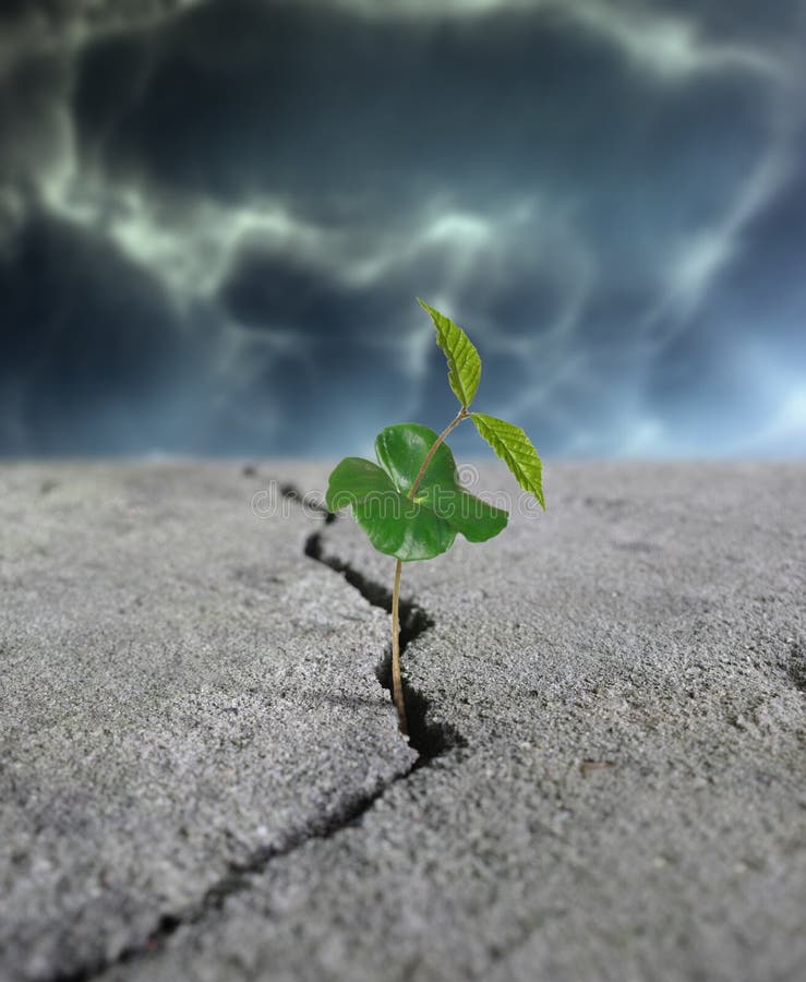 Growing plant stock images