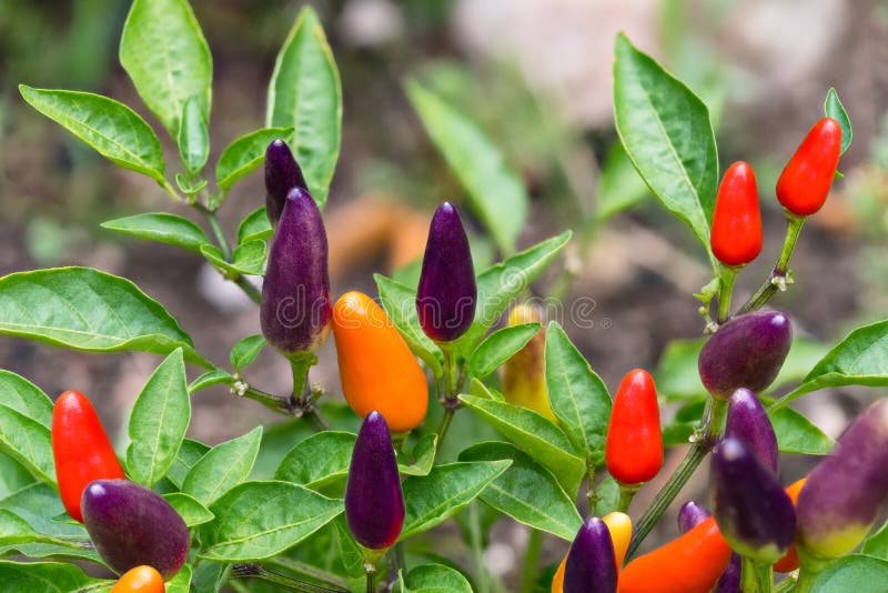 Small red hot chili peppers close-up. Capsicum frutescens royalty free stock photography Small red hot chili peppers close-up. Capsicum frutescens royalty free stock photography