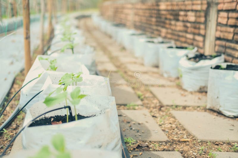 Drip Water Irrigation System with Rose Plant Growing in Greenhouse