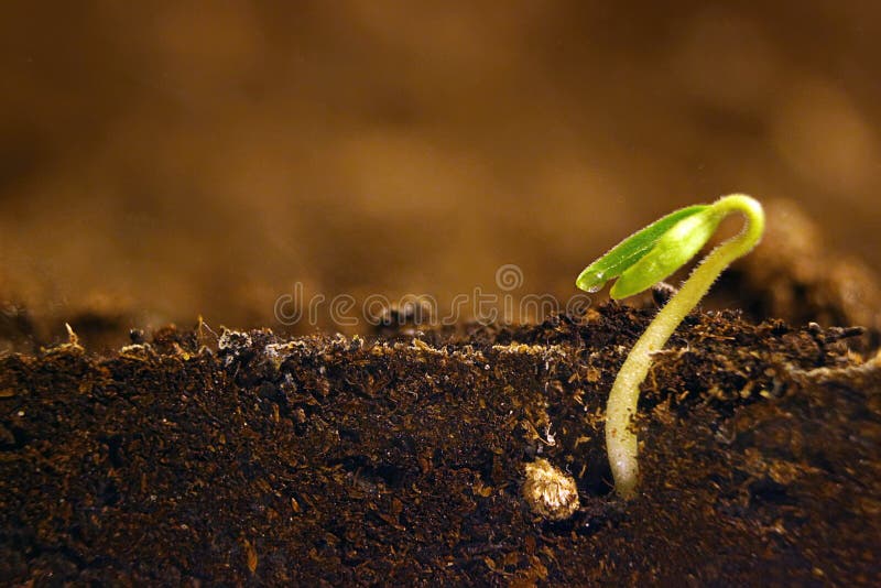 Growing Plant. Green Sprout Growing from Seed Stock Photo Image of dirt, green 83774964