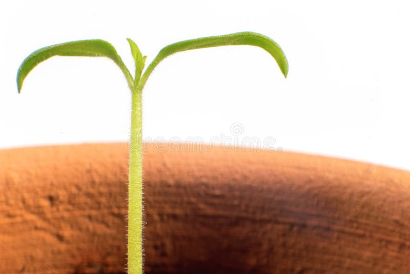New Life Start. New Beginnings. Plant Germination on Soil. Stock Photo
