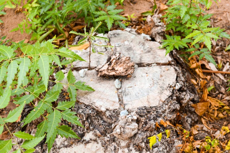 Growing Plants on a Dead Tree Stock Photo Image of home, children