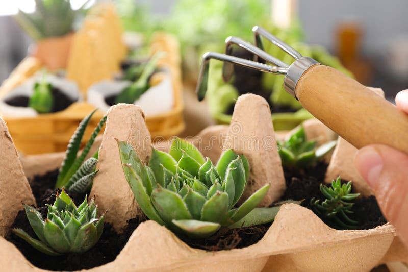 Growing Plants in Egg Box, Creative Way To Grow Plants Stock Image Image of environment, tool