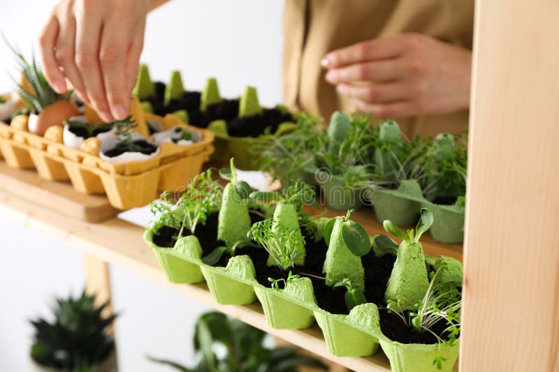 Growing Plants in Egg Box, Creative Way To Grow Plants Stock Photo Image of germinating