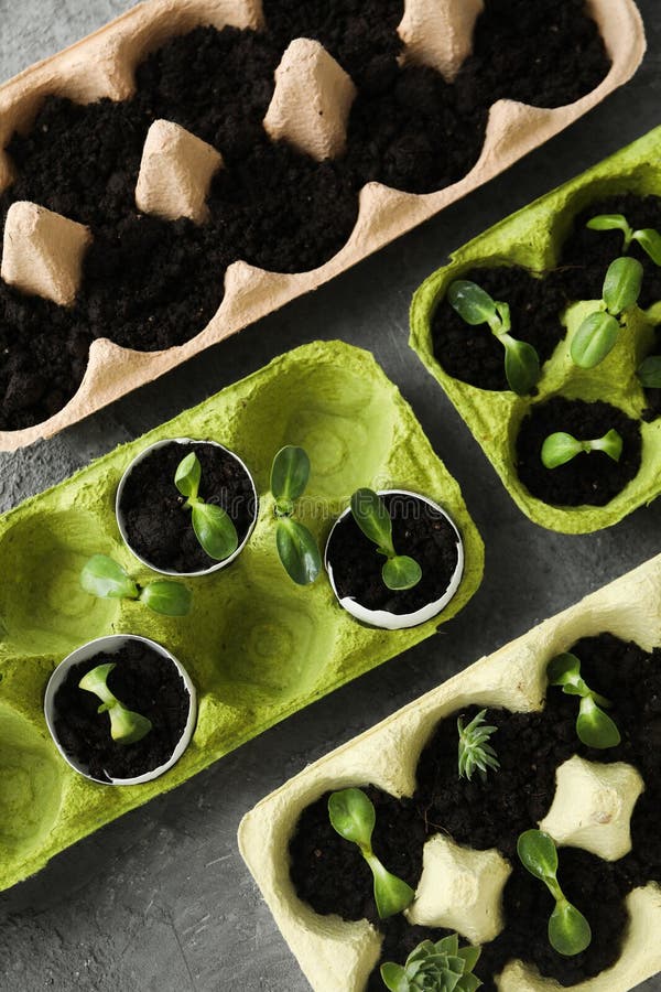 Growing Plants in Egg Box, Creative Way To Grow Plants Stock Image Image of flower, vegetable