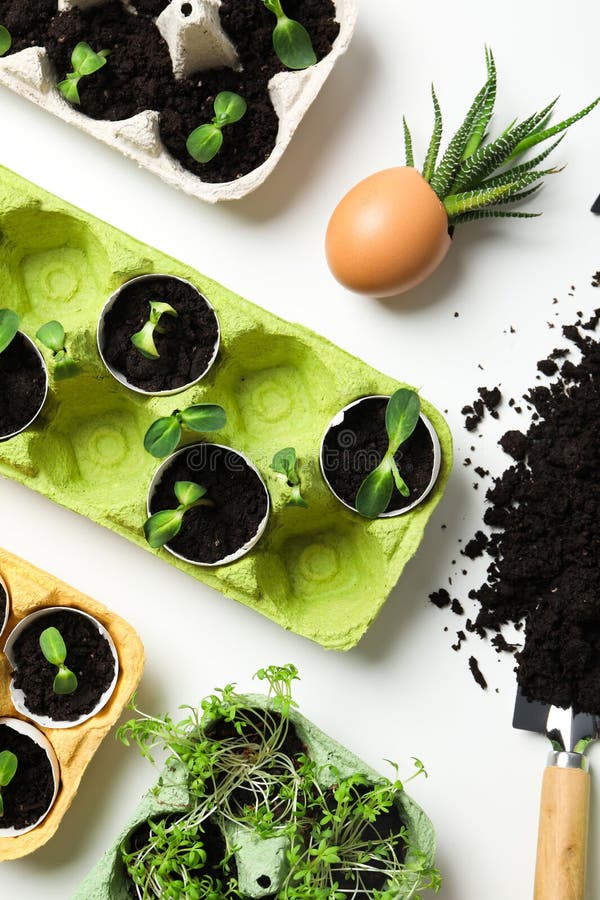 Growing Plants in Egg Box, Creative Way To Grow Plants Stock Image Image of planting, flower