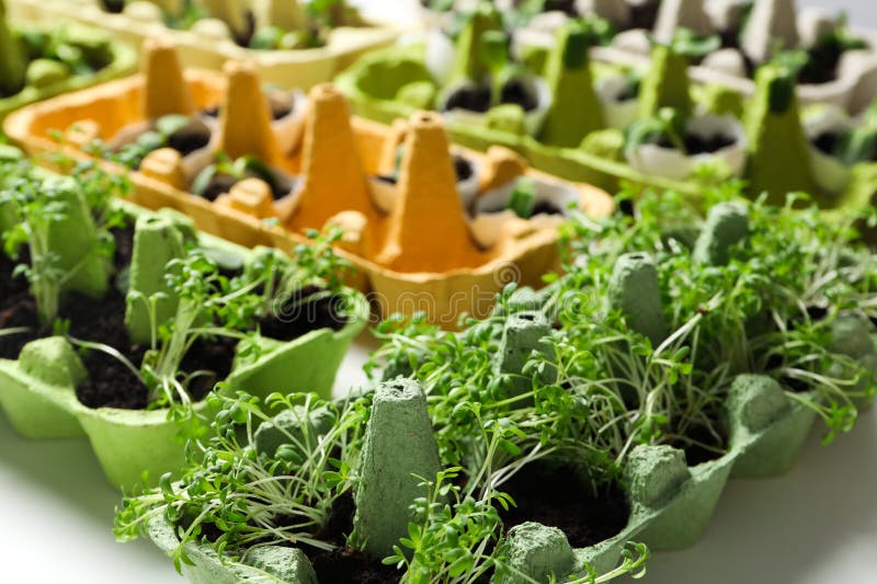 Growing Plants in Egg Box, Creative Way To Grow Plants Stock Image