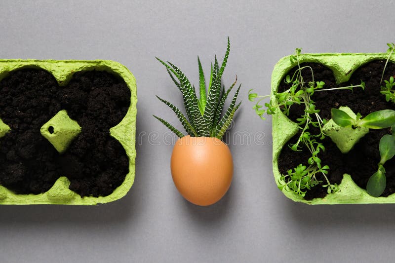 Growing Plants in Egg Box, Creative Way To Grow Plants Stock Image