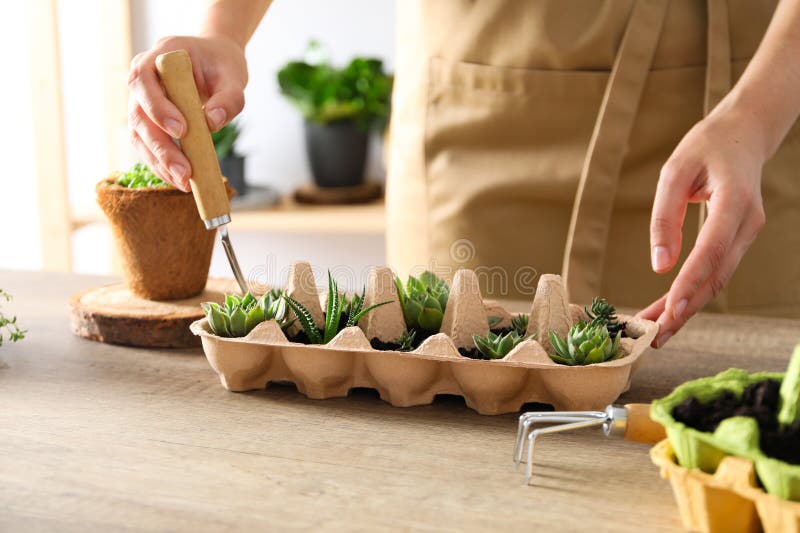 Growing Plants in Egg Box, Creative Way To Grow Plants Stock Photo
