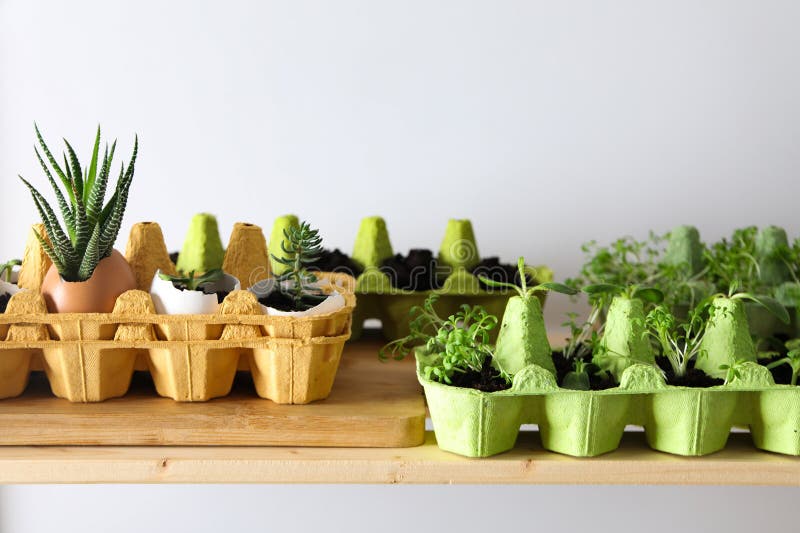 Growing Plants in Egg Box, Creative Way To Grow Plants Stock Image