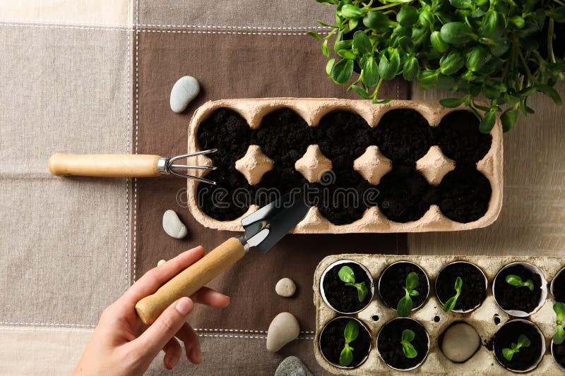 Growing Plants in Egg Box, Creative Way To Grow Plants Stock Image