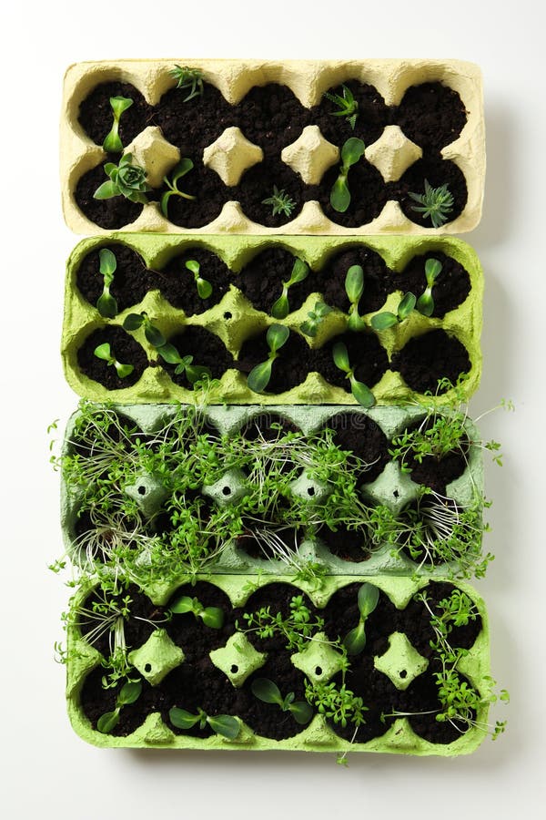 Growing Plants in Egg Box, Creative Way To Grow Plants Stock Image