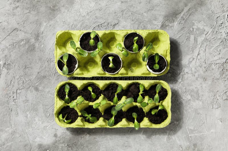 Growing Plants in Egg Box, Creative Way To Grow Plants Stock Photo