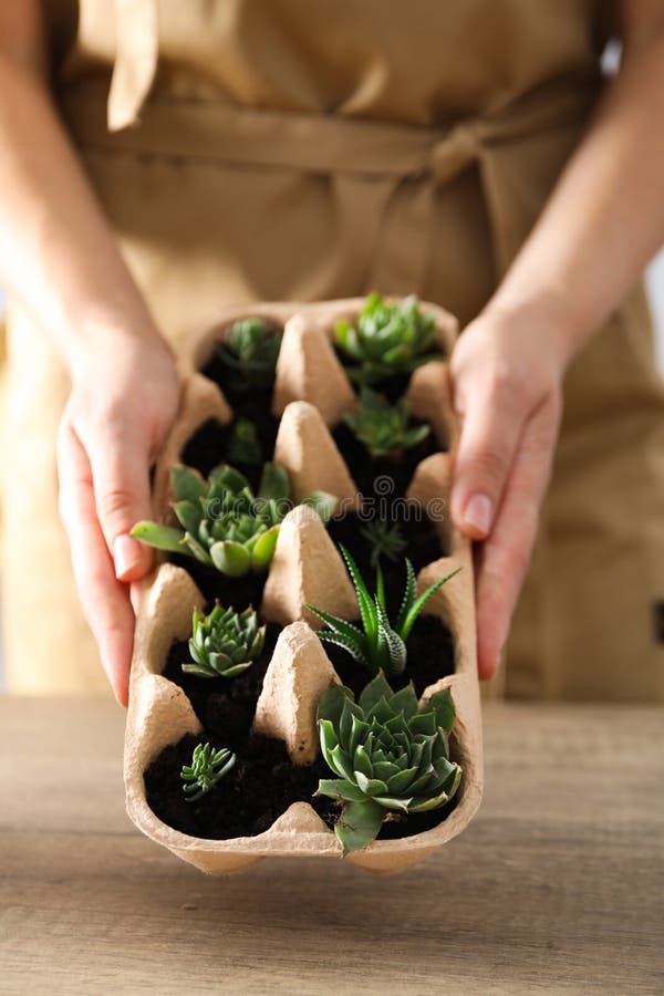 Growing Plants in Egg Box, Creative Way To Grow Plants Stock Photo