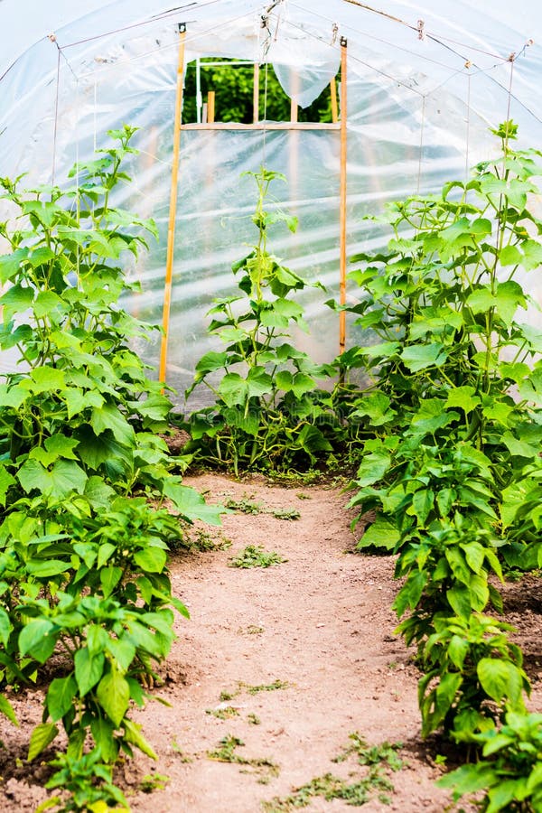 Growing Plants in Greenhouse Stock Photo Image of harvest, green