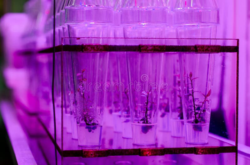 Growing Plants in Test Tubes Stock Image Image of glass, agronomy 173241549