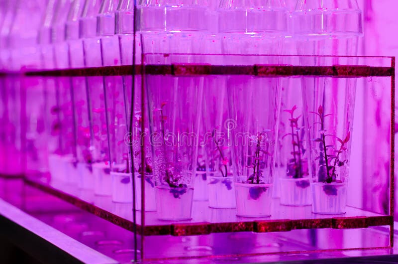 Growing Plants in Test Tubes Stock Photo Image of environment