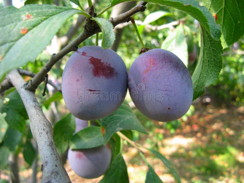 Growing plums stock image. Image of green, close, dark 11631545