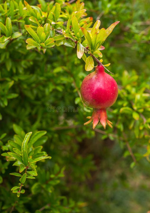 Pappaw asimina triloba imagem de stock. Imagem de flora - 208322961