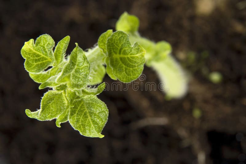 Growing potato