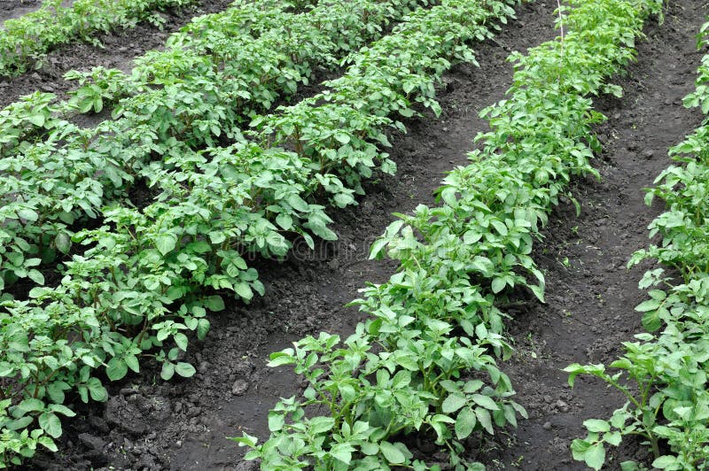 Growing Potatoes in the Vegetable Garden Stock Photo Image of