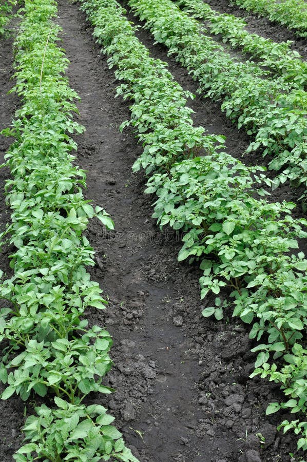 Growing Potatoes in the Vegetable Garden, Vertical Composition Stock