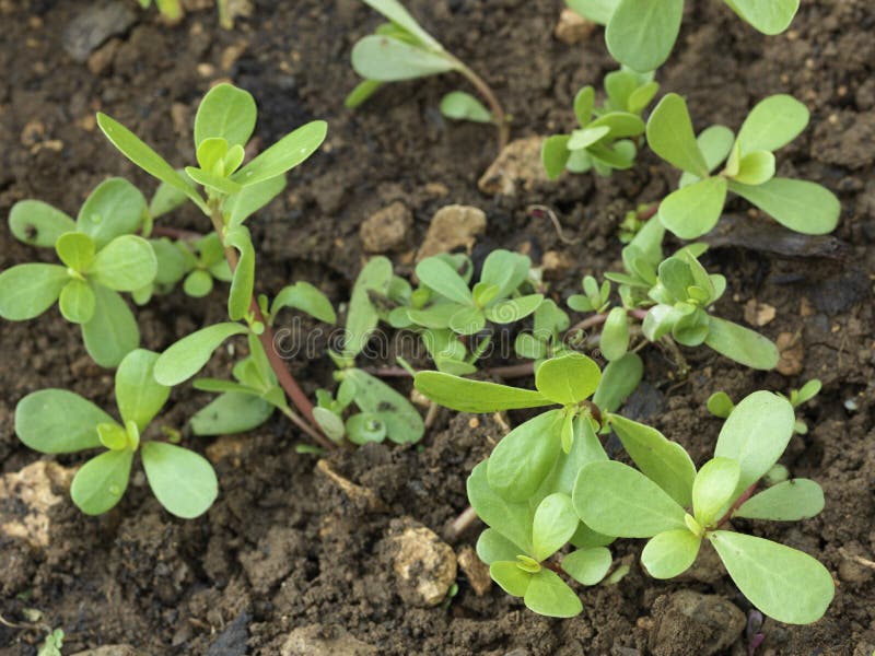 Growing purslane