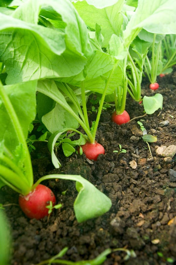 Growing radish stock image. Image of summerhouse, ridge 14350075