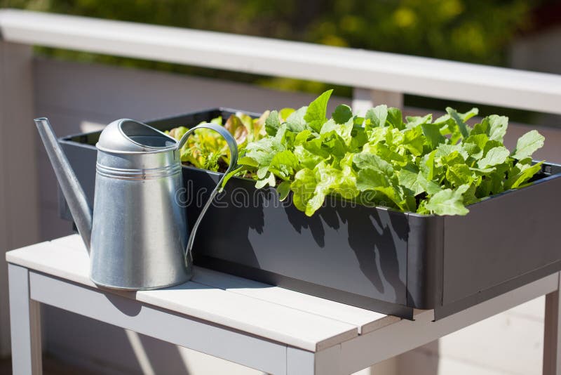 Growing radish and salad in container on balcony. vegetable garden