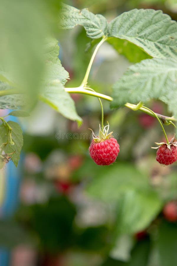 Growing raspberry stock image