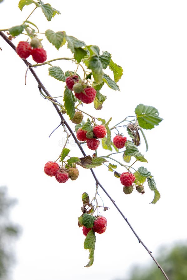 Growing raspberry royalty free stock image