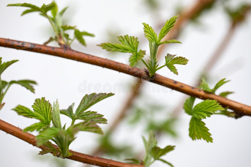 Growing raspberry leaves on the branch stock image