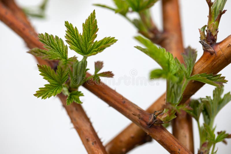 Growing raspberry leaves on the branch royalty free stock photos