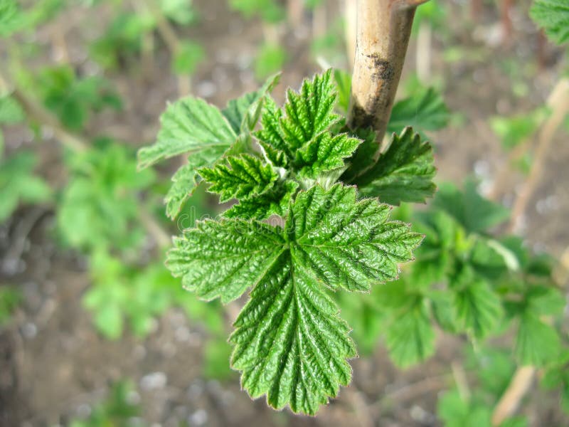 Growing raspberry in spring stock photos