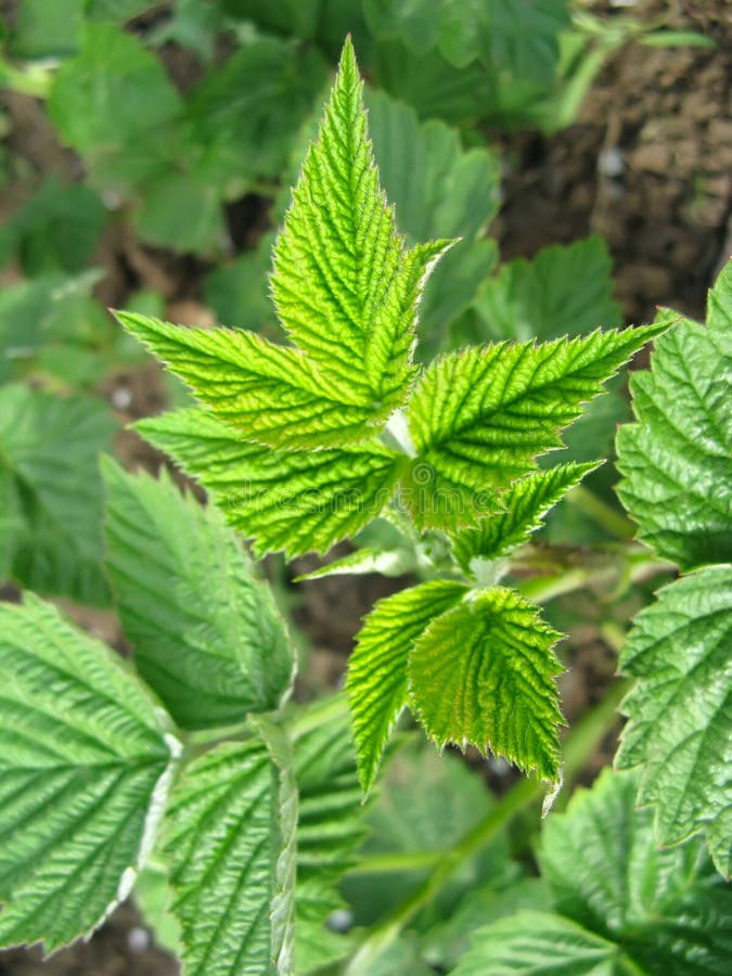 Growing raspberry in spring royalty free stock photography
