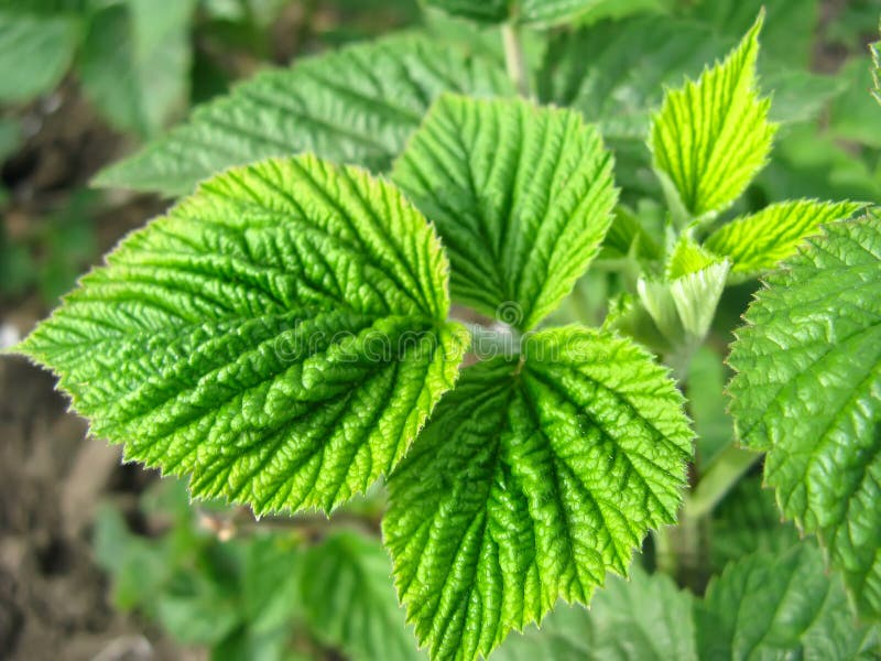 Growing raspberry in spring stock image