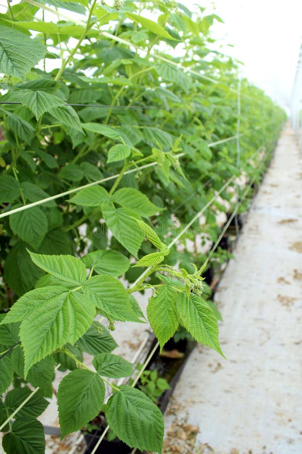 Growing raspberry in hydroponic plantation stock photos