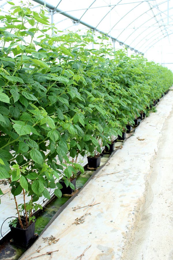 Growing raspberry in hydroponic plantation royalty free stock image