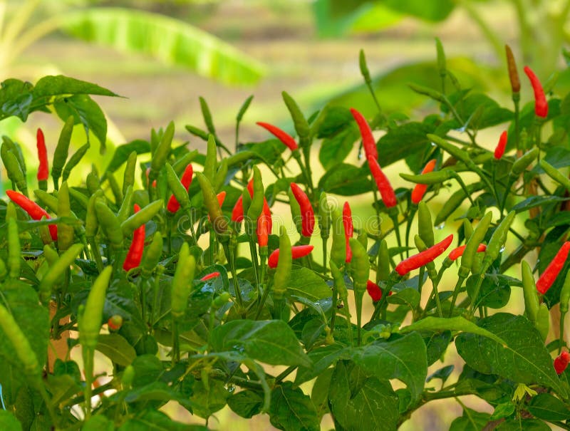 Growing Red Hot Chili Peppers Stock Photo Image of nature, market